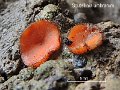 Scutellinia umbrorum-amf1409